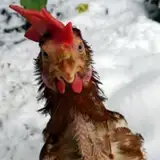 CunningChicken